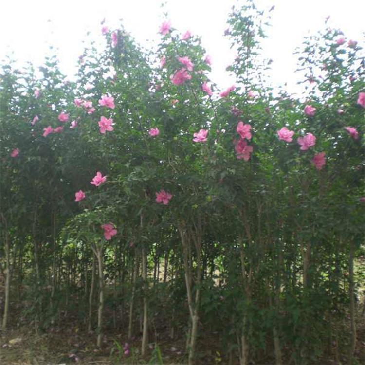 木槿 木槿求购信息 木槿价格 木槿苗批发