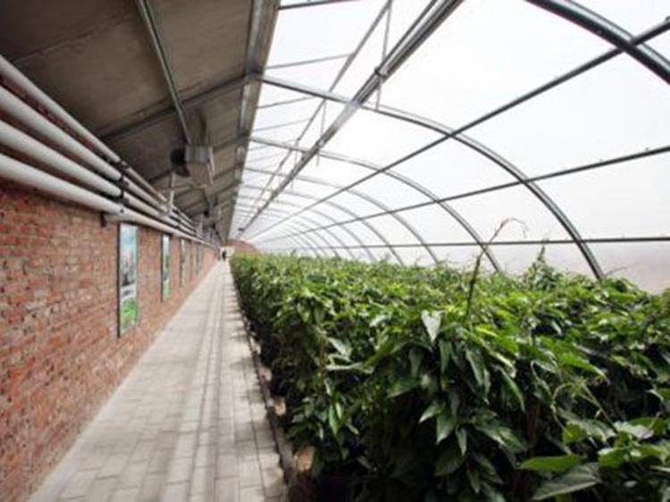 山东蔬菜连栋大棚 简易连栋温室
