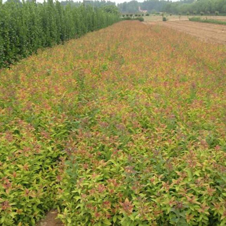 金焰绣线菊种植基地 山西金焰绣线菊 宿根花卉批发金焰绣线菊