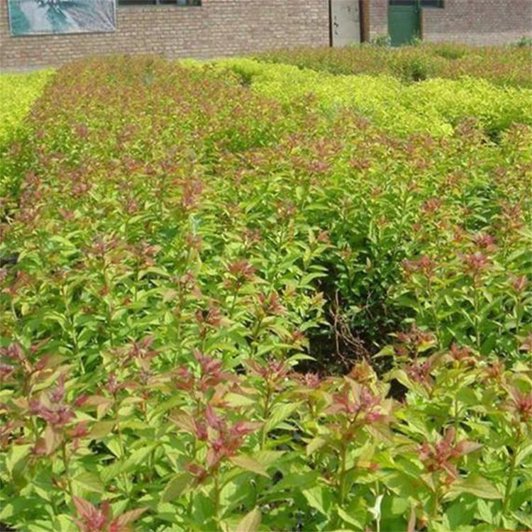 大量供应 金焰绣线菊小苗 青州金焰绣线菊小苗