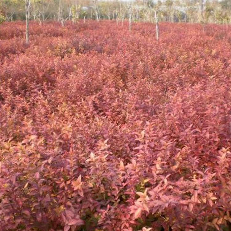 金焰绣线菊培育 河北金焰绣线菊杯苗 价格从优金焰绣线菊杯苗