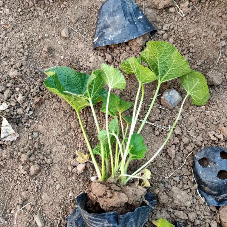 浙江蜀葵大量供应 蜀葵大量供应