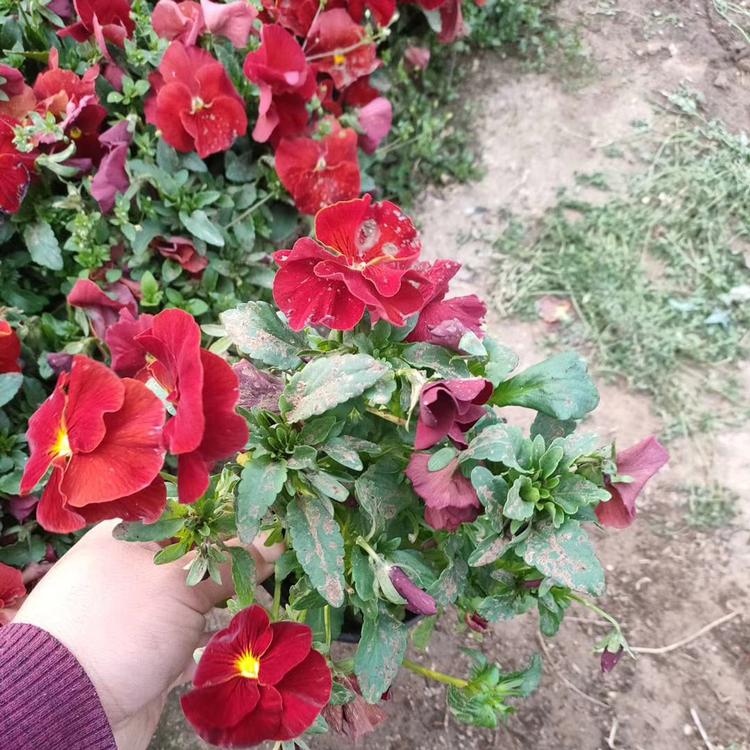 花海观赏用三色堇小苗销售 山东三色堇小苗 欢迎来电咨询