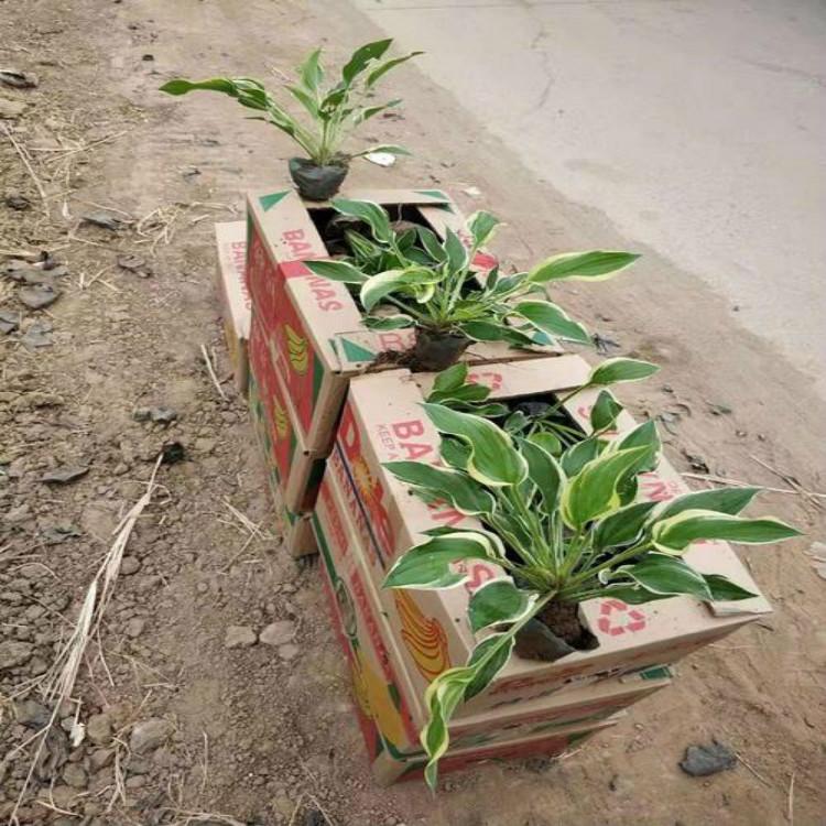 玉簪小苗 玉簪批发 玉簪基地