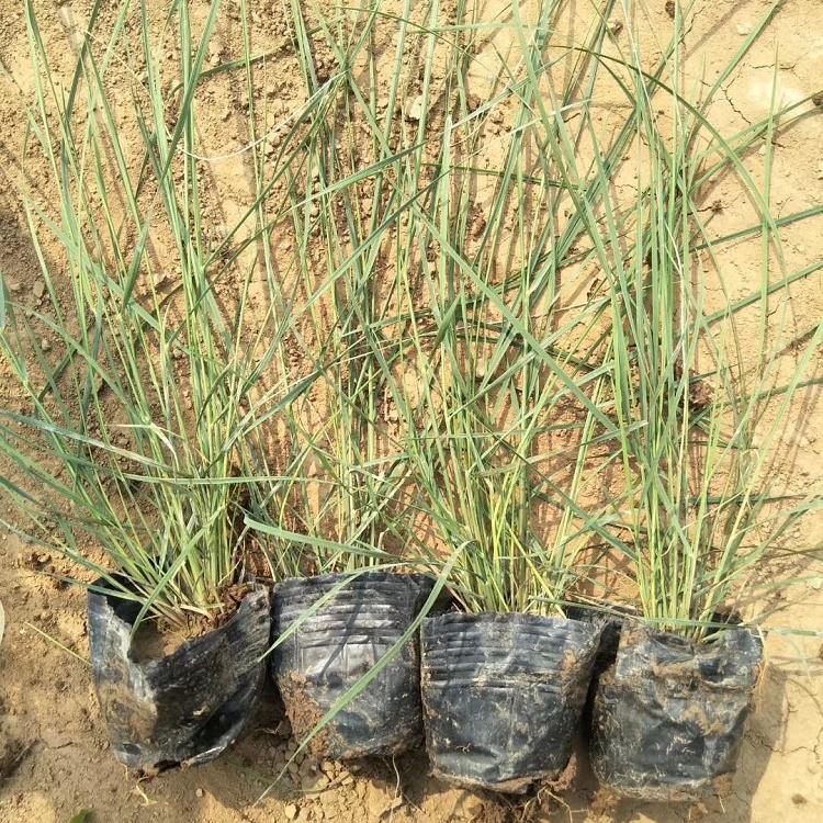 临沂现货供应国庆草花粉黛乱子草承玉花卉