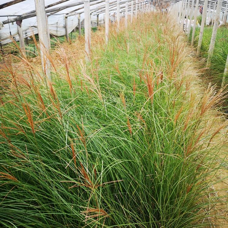 绍兴厂家直销多年生草本细叶芒盆栽
