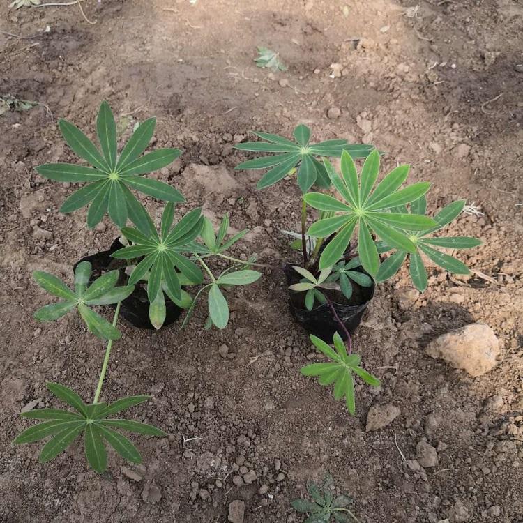 石家庄现货供应花坛造型用花鲁冰花