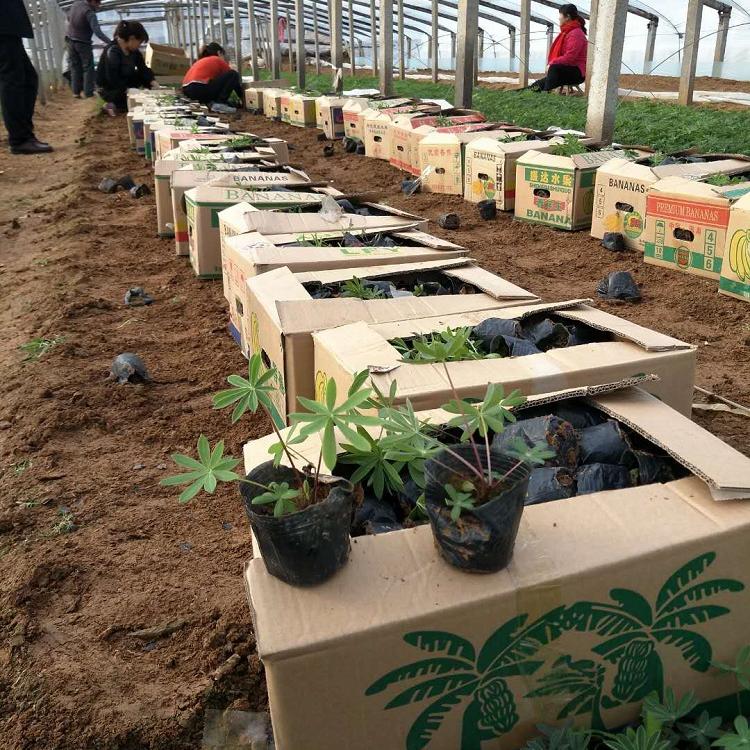 三门峡供应五一草花羽扇豆 承玉花卉