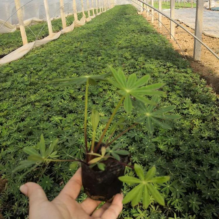 宁德量大从优绿化常见植物羽扇豆