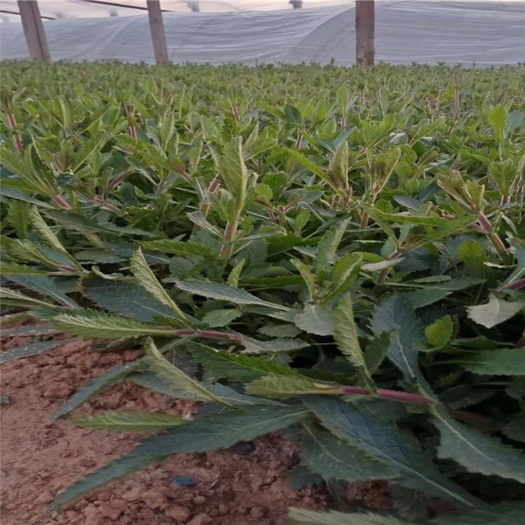 马鞭草小苗     马鞭草价格    马鞭草直销商