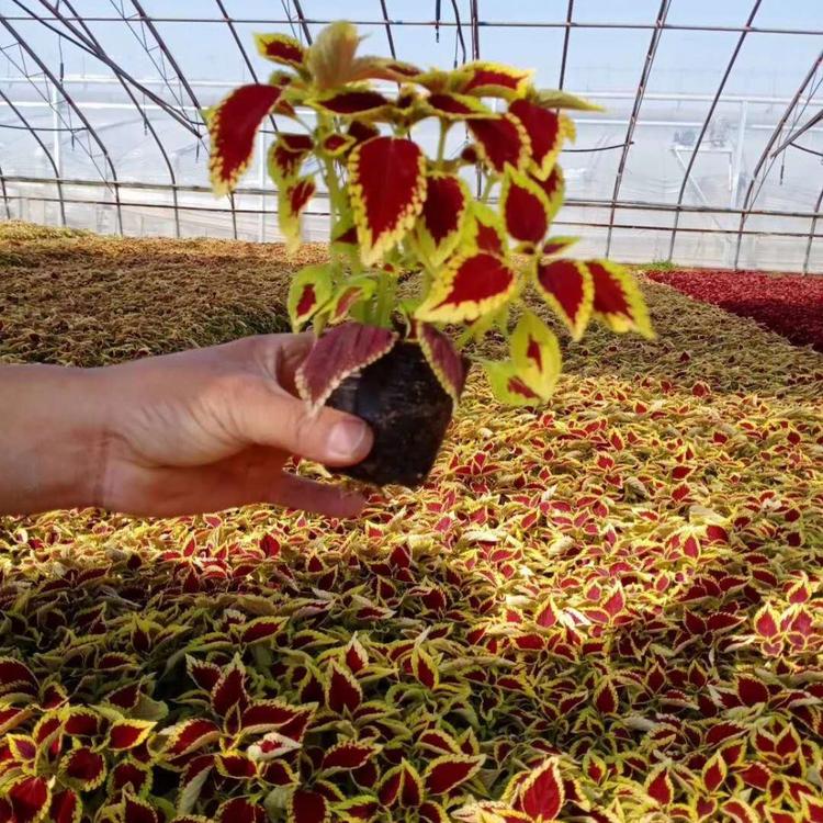 彩叶草种植基地 彩叶草价格 租摆彩叶草 杯苗彩叶草报价