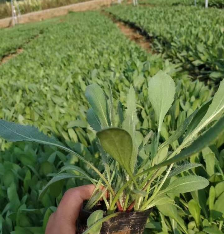 潍坊天人菊   潍坊天人菊小苗  草花