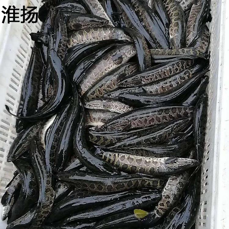 淮杨湖北黑鱼苗单尾5公分特种水产成活率高
