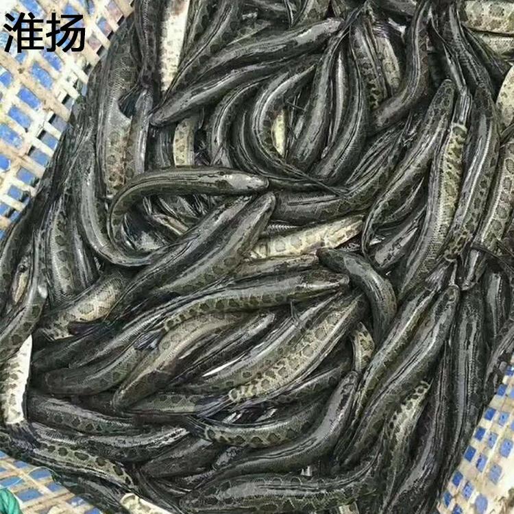 淮杨江苏黑鱼种苗单尾5公分特种水产人工养殖苗