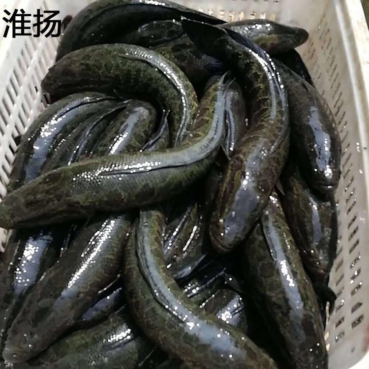 淮杨河南黑鱼种苗单尾20公分特种水产人工养殖苗
