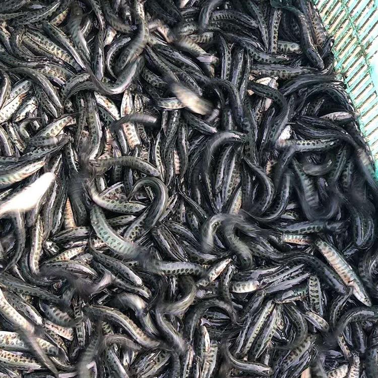 淮杨江苏黑鱼苗单尾10公分特种水产售后技术指导