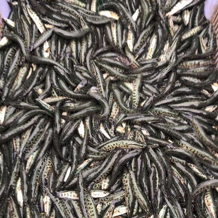 淮杨河南黑鱼苗单尾5公分特种水产售后技术指导