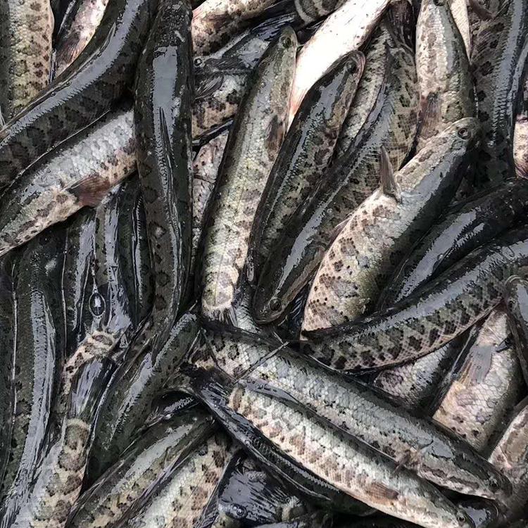淮杨湖北黑鱼苗单尾5公分特种水产售后健康易养