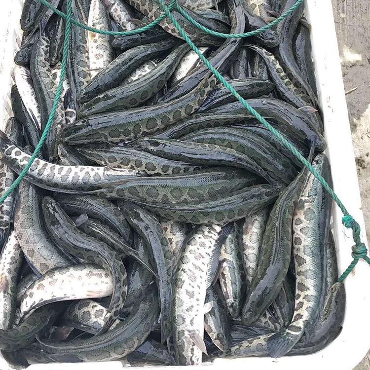 淮杨安徽黑鱼苗单尾5公分特种水产售后技术指导