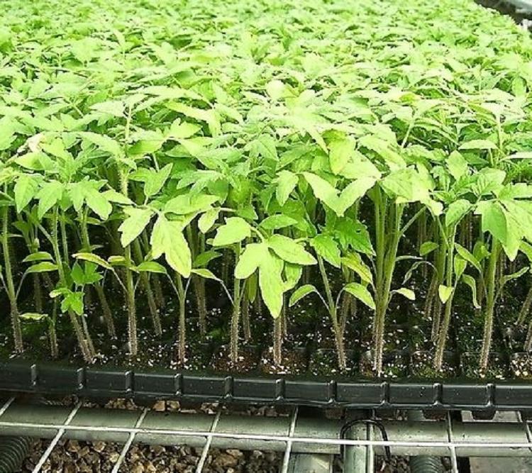 山东盛禾育苗基质 草炭土 育苗土 草莓育苗基质 厂家 价格