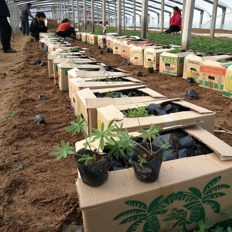 龙岩苗圃直供野花组合羽扇豆承玉花卉
