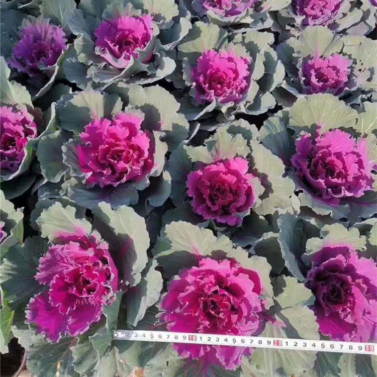 羽衣甘蓝批发价格 青州羽衣甘蓝基地