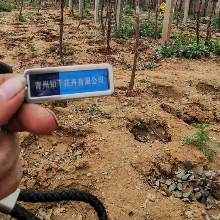 月季树批发  青州树状月季  月季树批发基地   量大价格低