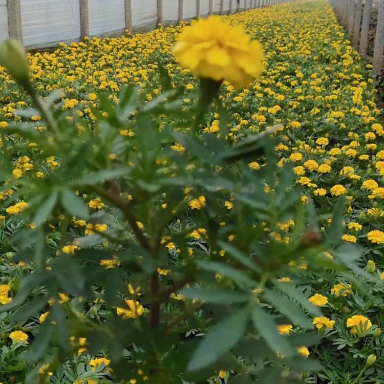 山东孔雀草种植基地  山东全国发货
