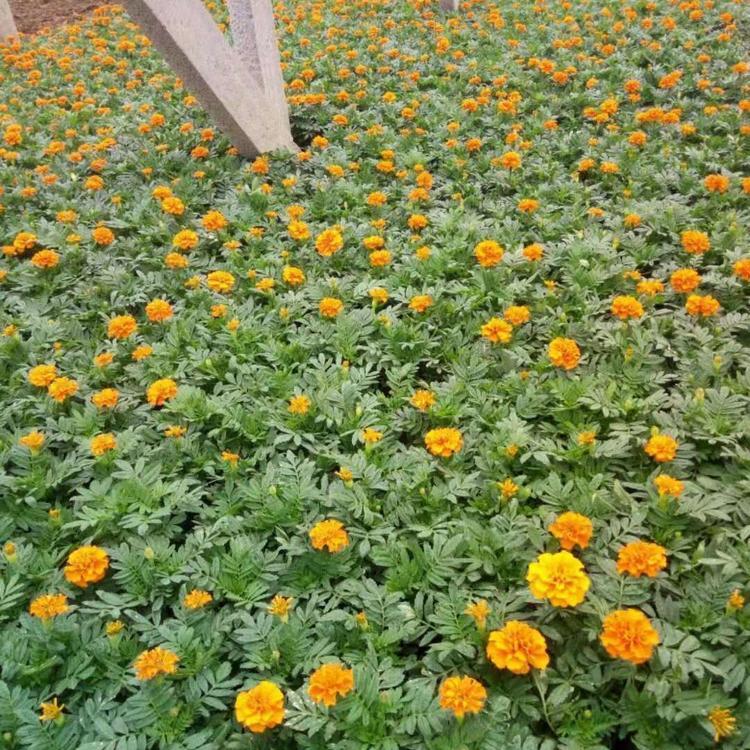 孔雀草青州基地 孔雀草价格 孔雀草量大从优