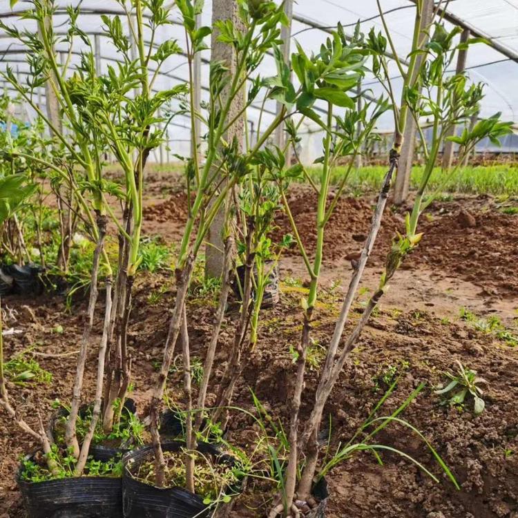 绿化牡丹种植基地 牡丹价格 绿化牡丹价格 营养杯牡丹
