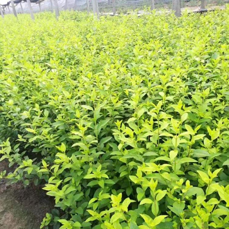 金叶女贞种植基地 青州绿化苗木基地 金叶女贞价格