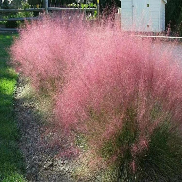 粉黛乱子草种植基地 青州草花基地 粉黛乱子草价格 俊宇