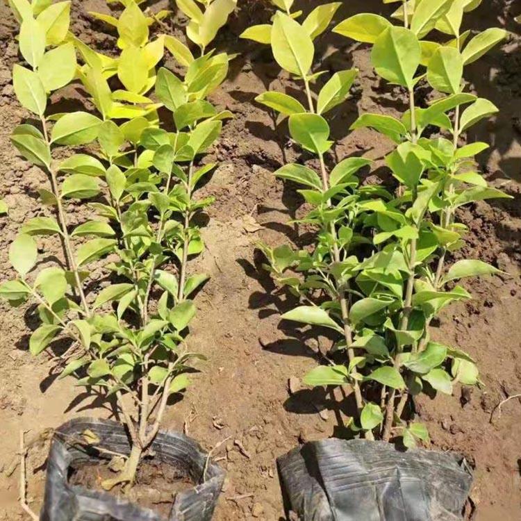 金叶女贞价格 金叶女贞批发价格 金叶女贞种植基地 俊宇