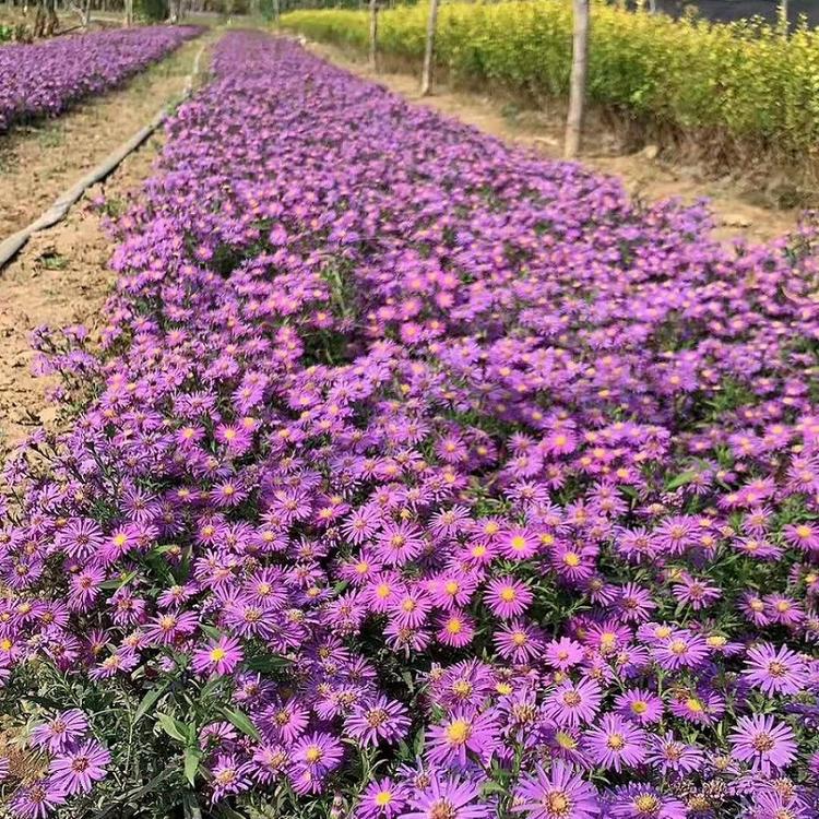 紫苑种植基地  山东紫苑报价  紫苑供应商