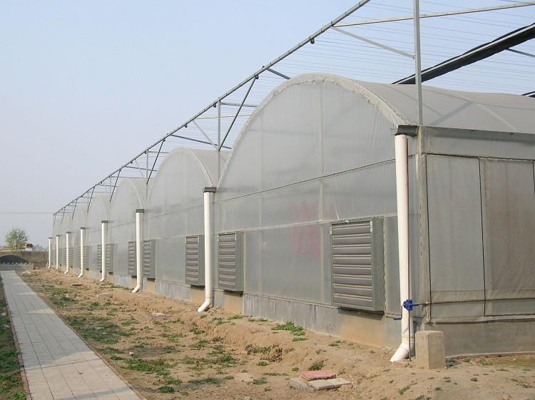 连动薄膜大棚报价 如何建造 建造成本