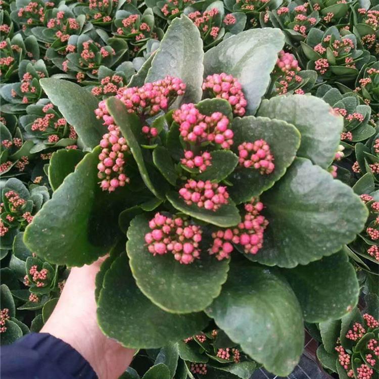长寿花批发 青州长寿花价格 江瑞长寿花基地