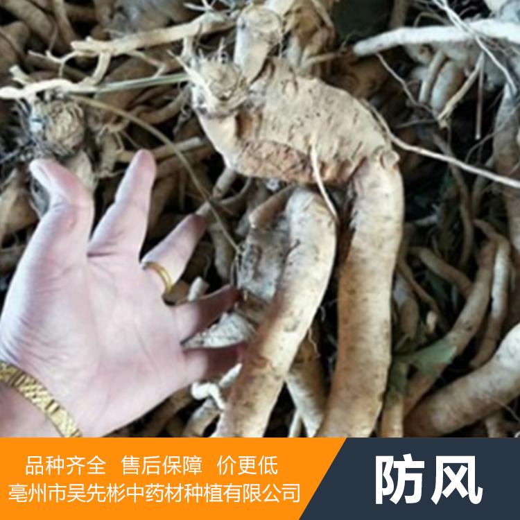 优质防风种苗价格 优质防风种苗 中药材防风苗基地