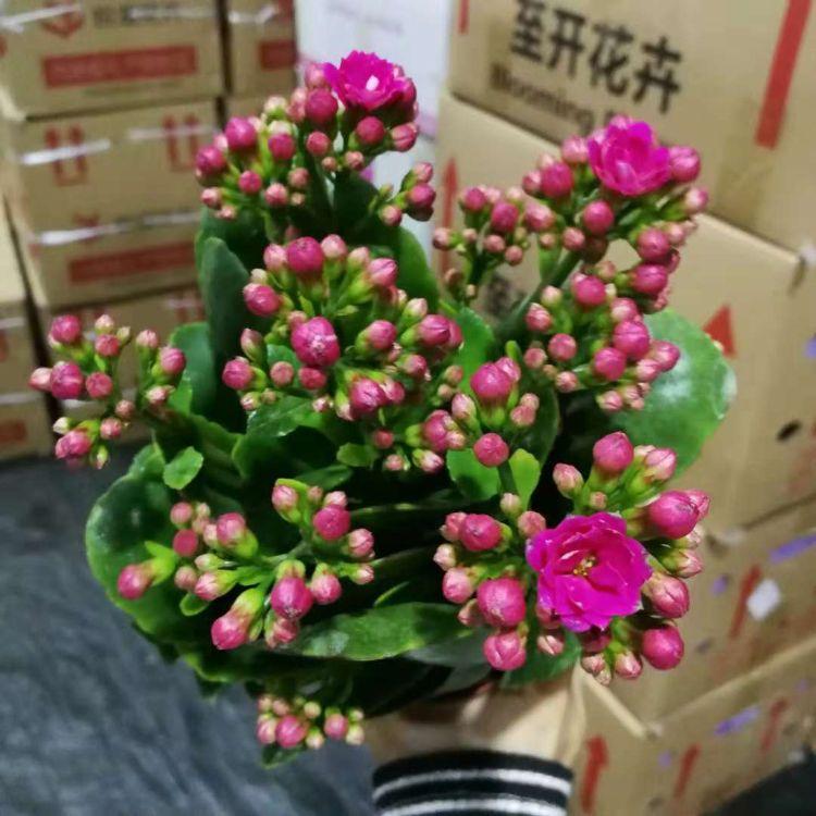 山东长寿花批发价格