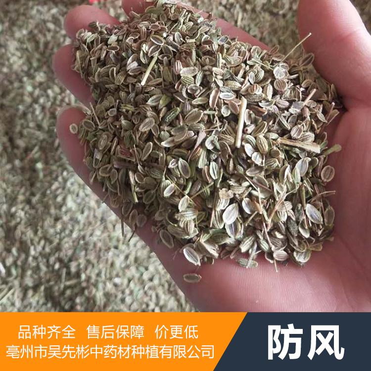 优质防风种子批发 优质防风种苗 中药材防风苗基地