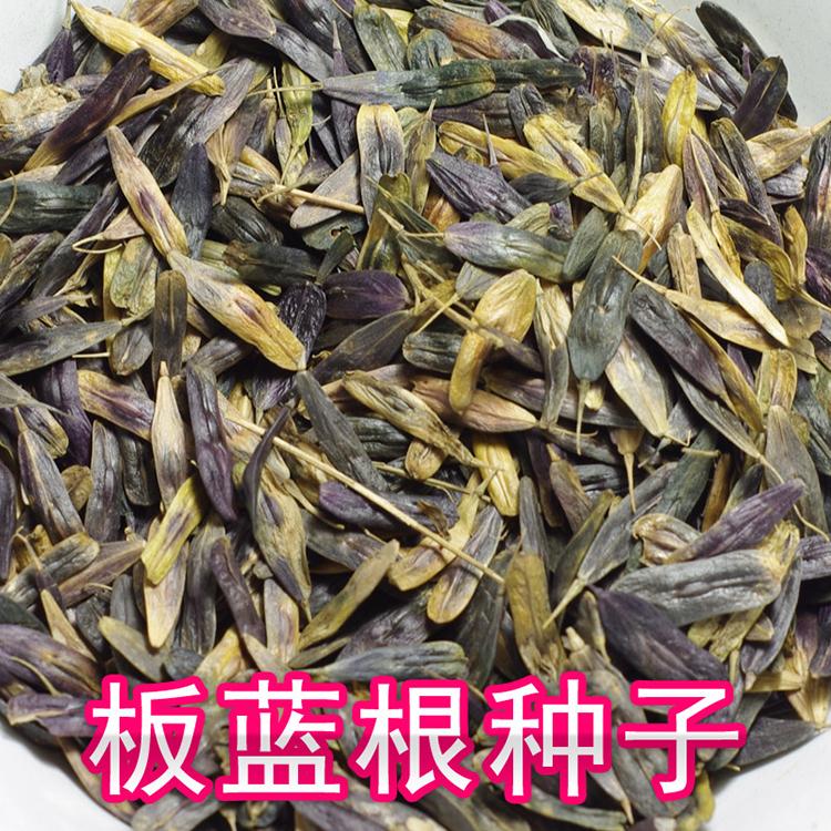 新品板蓝根籽价格 优质 抗病高产