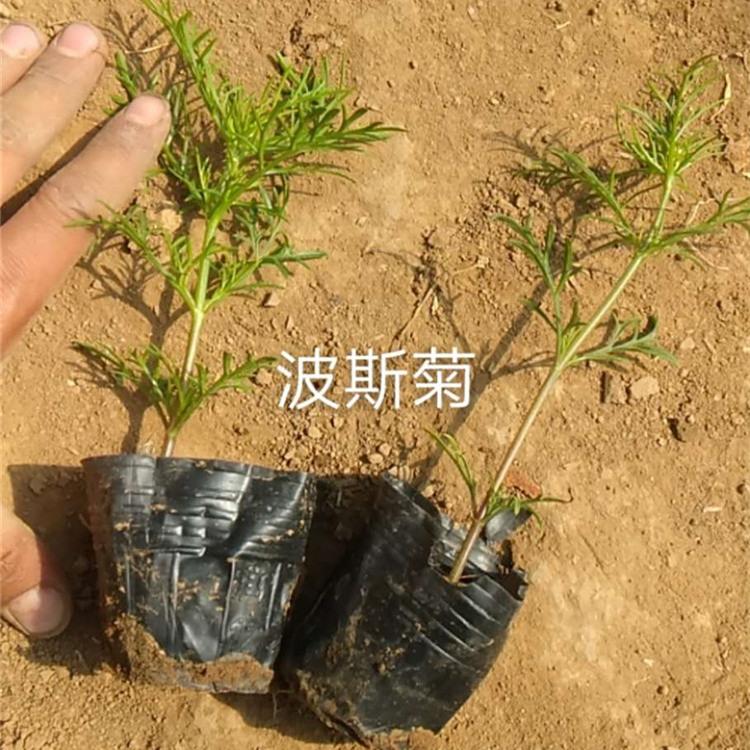 波斯菊批发 青州波斯菊价格