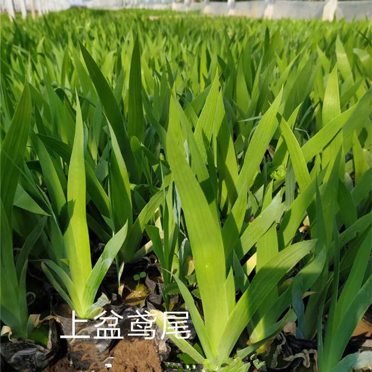 老鸢尾批发 蓝花鸢尾小苗价格