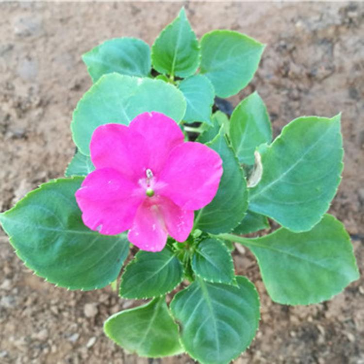 青州凤仙花批发 非洲凤仙价格 山东凤仙花基地