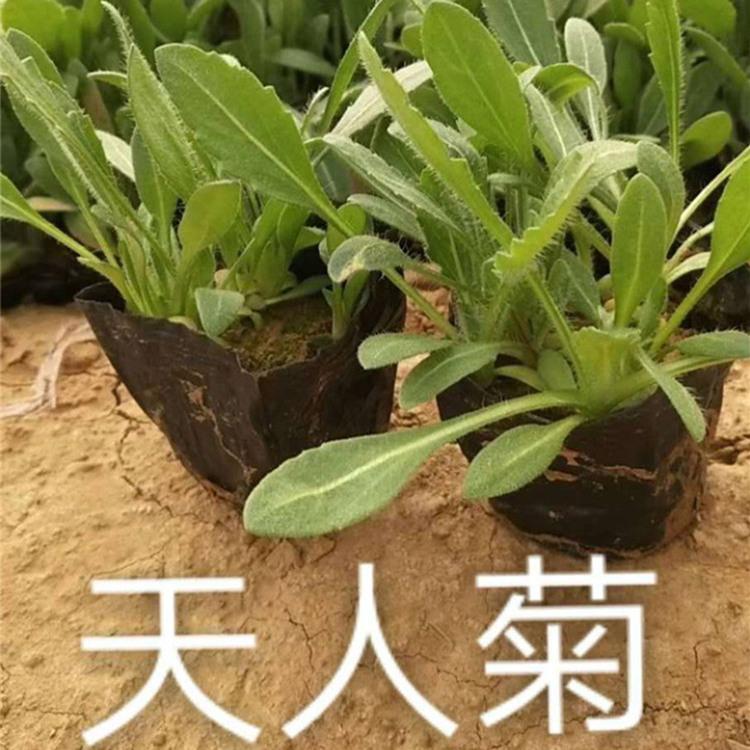 天人菊批发 天人菊小苗价格