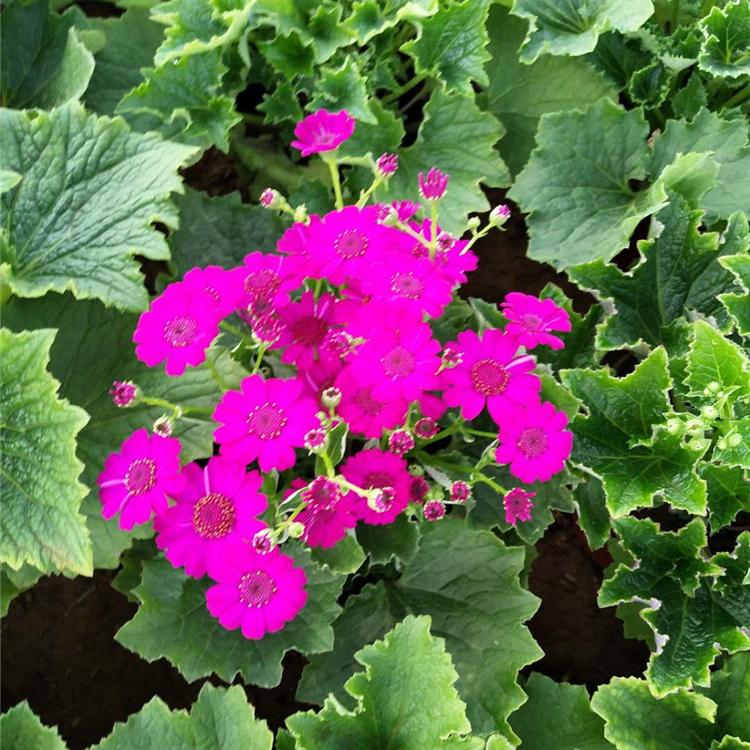 青州瓜叶菊批发 山东瓜叶菊价格