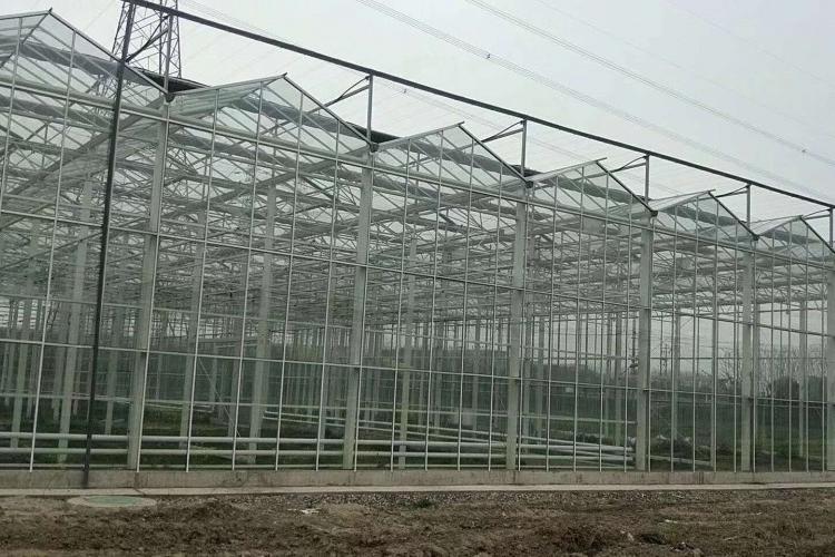 蔬菜连栋温室 连栋薄膜蔬菜温室 连栋温室大棚设计 金威温室