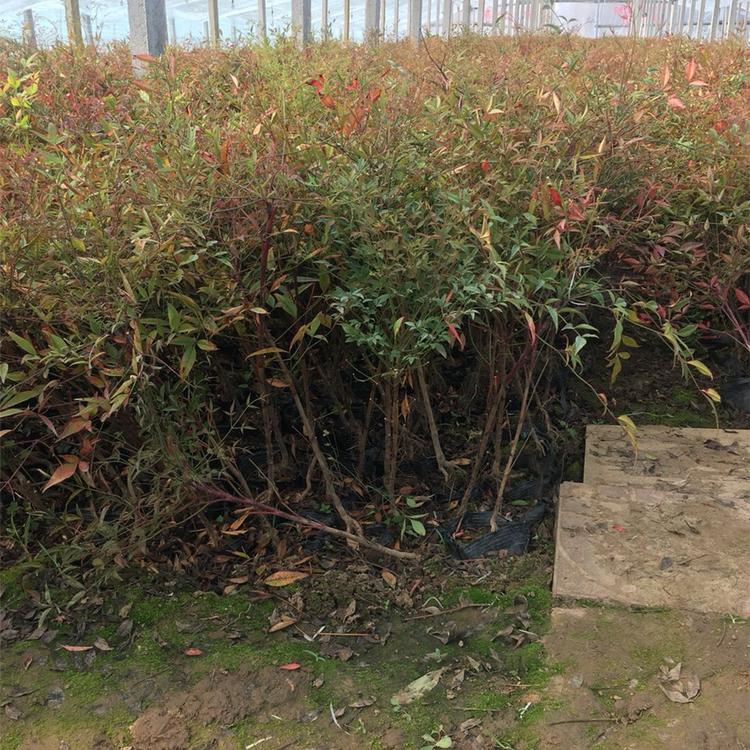 南天竹基地 青州花卉批发基地火焰南天竹 量大优惠