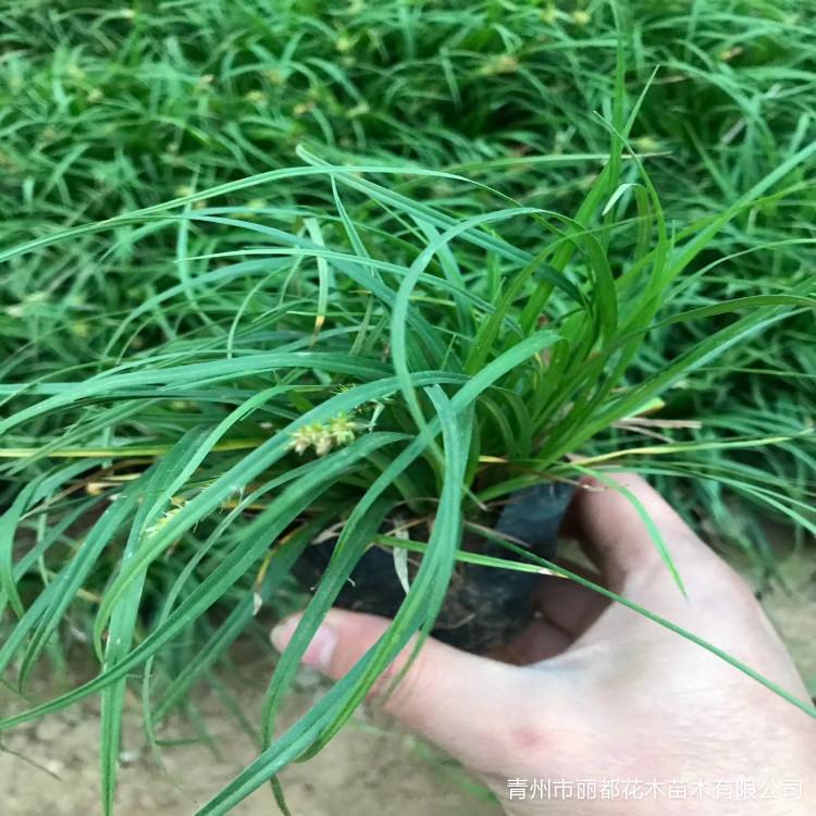 青绿苔草苗 青州青绿苔草批发基地