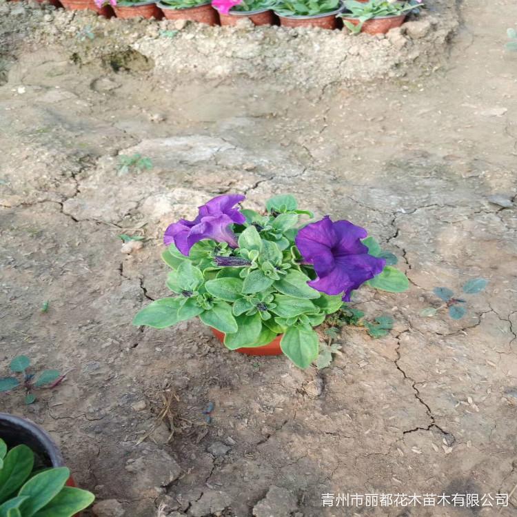 青州矮牵牛 花卉租摆 矮牵牛批发