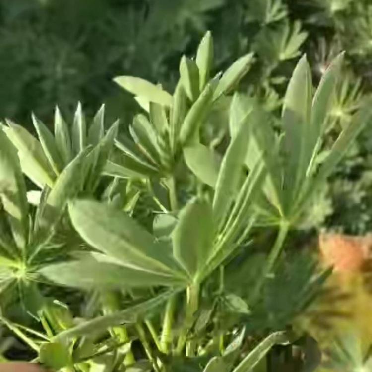 羽扇豆种植基地 羽扇豆价格 鲁冰花价格 羽扇豆基地